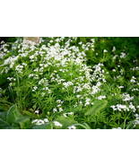 100 Seeds Sweet Woodruff White Galium odoratum SH11712C - $17.98