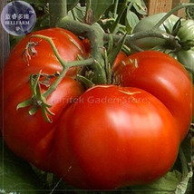 Super Red Giant Competition Tomato Seeds 100 Seeds Pack Big Zac Tomato E4078 Fre - £5.95 GBP