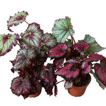 Begonia 'Rex' - 4 Pack Variety-4" Pot - €89,55 EUR