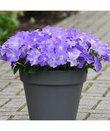50 seeds, Blue Sky easy wave Petunia, annual - $5.00