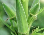 Clemson Spineless Okra Seeds, NON-GMO, Gumbo, Lady's Fingers, Gombo, Bendi - $1.57+