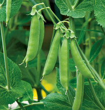 New Fresh Seeds Sugar Daddy Snap Pea Green Peas Asian Chinese Snow Peas - £6.09 GBP