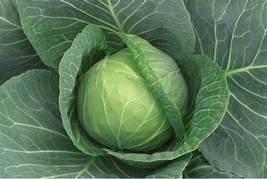 400 Seeds, Cabbage Seeds Cabbage Wraps  SH10829C - £12.58 GBP