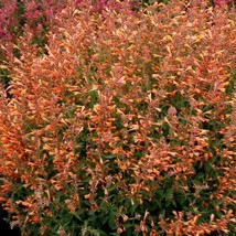 100 pcs Orange Hyssop Seed Agastache Perennial Flower Seed Flowers - £9.04 GBP
