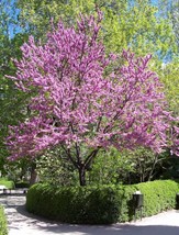 Chinese Redbud Cercis Chinensis 50 SeedsFrom US  - $8.35