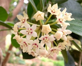 Starter Live Plant Vanilla Hoya, Hoya Australis Wax Vine Honey Porcelain Flower - £15.32 GBP