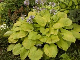 Live Large Golden Hosta Plant Well Rooted Full Growing Ready on your back yard - £5.45 GBP