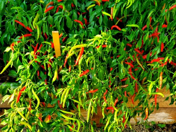 Thai Chilli Super 30 Seeds Very High Yield Fresh Seeds - $9.18