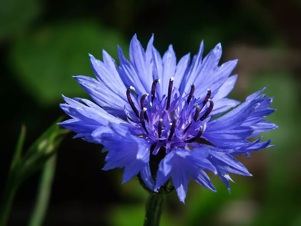 500 BLUE CORNFLOWER Seeds Cut Dried Flowers Garden - $68.78 MXN