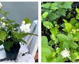 TOP SELLER Dontara Malli Jasmine double flower, mogra live plant Liner i... - £47.12 GBP