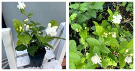 TOP SELLER Dontara Malli Jasmine double flower, mogra live plant Liner in 4” pot - $59.93