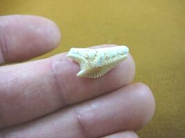 (s343-50) Extremely Rare 3/4&quot; Fossil Tiger Shark Galeocerdo Tooth from M... - $216.26 MXN