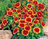 200 Seeds Indian Blanket Flower Seeds Annual Native Wildflower Drought H... - $8.99