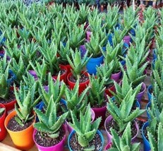 50 Pcs Green Aloe Vera Plants Edible Beauty Edible Cosmetic Vegetables and Fruit - £4.13 GBP