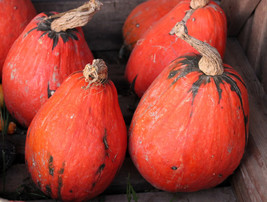 15 Lakota Squash Cucurbita Maxima Winter Red Orange Green Native Vegetable Seeds - £10.00 GBP