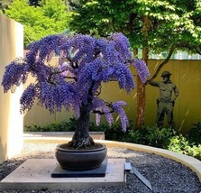 Purple Rain Bonsai tree seeds, gift for him her mom dad teacher DIY gard... - $13.62 CAD