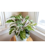 25 Pcs White Fusion Calathea Seeds for Garden Planting - $10.99