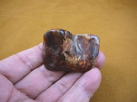 R809-5) genuine fossil Petrified Wood sepcimen Queensland Australia orga... - $15.88
