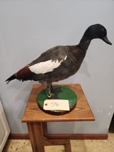 Beautiful Paradise shelduck Bird Taxidermy Mount - £432.08 GBP