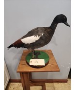 Beautiful Paradise shelduck Bird Taxidermy Mount - £432.54 GBP