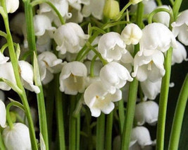 Lily of the Valley Convallaria majalis Root Systems 10 Root Systems - $25.90