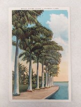 Vintage Postcard Royal Palms Along a Florida Lake 25834 Made in USA - $9.90