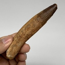 42.7g, 4.2&quot;X0.8&quot;x 0.6&quot;, Rare Natural Fossils Spinosaurus Tooth from Morocco, F31 - £125.52 GBP