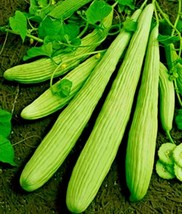 Bloomys 30 Seeds Armenian Cucumber The Duke Organic No Peel Tzatziki Yogurt Sauc - £8.51 GBP