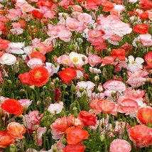 Double Shirley Poppy Seeds 1000+ Flower Mixed Colorful - £7.08 GBP