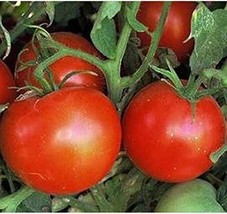 Old Brooks Tomato Seeds (25 Seed Package) - $4.75