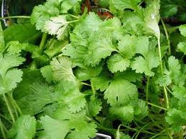 Cilantro Slow Bolt 50 Non GMO Great Herb Spice Heirloom Seeds - $217.93 MXN