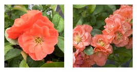 Peach Double Take Chaenomeles - 4&quot; pot - Flowering Quince - £44.80 GBP