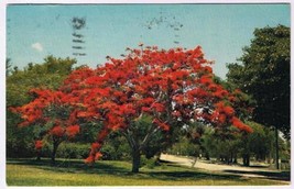 Florida Postcard Royal Poinciana Flowering Tree - $2.05