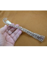 (sj83-18) 7-3/4" long CUCKOO ray Raja fleurie tail specimen rays science - $1,213.72 MXN (sj83-18) 7-3/4" long CUCKOO ray Raja fleurie tail specimen rays science - $1,213.72 MXN