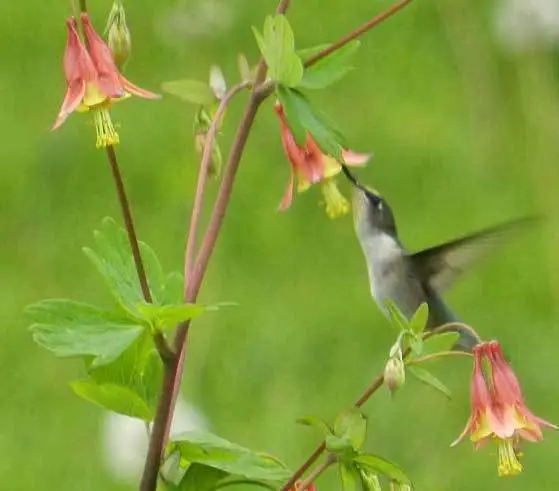 Aquilegia Canadensis Canadian Eastern Red Columbine 50 Seeds Garden - £15.72 GBP