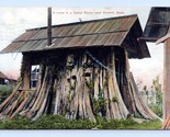 Cedar Stump House Everett WA Washington 1908 DB Postcard Q9 - $9.85