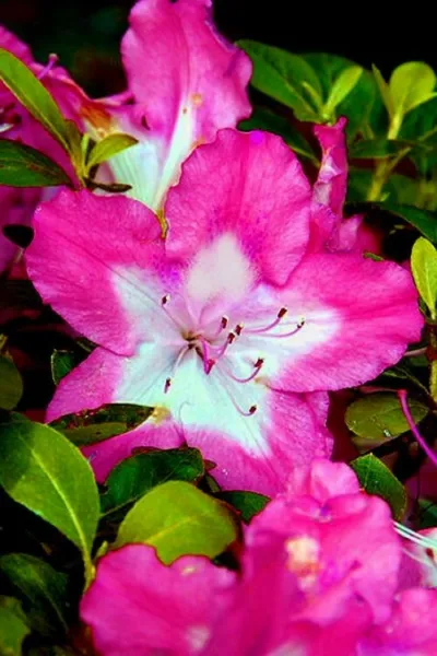 Vibrant Azalea Rhododendron Deciduous Starter Plant Stunning Bi Color Blooms Gar - £28.29 GBP