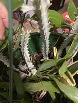 rooted Euphorbia Lactea White Ghost Variegated Dragon Bone Cactus pick size - $25.73+