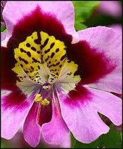 TH 40 Seeds Schizanthus Poor Man&#39;S Orchid Mixed Flower Seeds / Annual / ... - £12.03 GBP