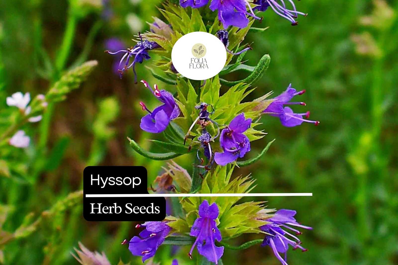 300 Seeds Hyssop (Hyssopus officinalis) – Aromatic Herb, Culinary Use, E... - $5.14