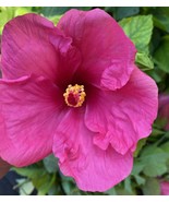 EXOTIC FUCHSIA~MAGENTA HIBISCUS~ STARTER LIVE PLANT 5 TO 7 INCHES TALL - $25.00