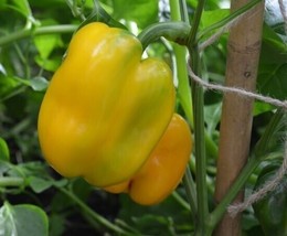 50 Seeds Of Golden Cal Wonder Sweet Bell Pepper Blonde Bell Grow Easy - £5.74 GBP