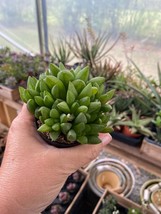 Succulent Haworthia Turgida 3&quot; Pot Live Plant Window Plant - £6.35 GBP