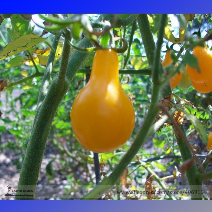 Yellow Pear Organic Tomato Seeds Pack 100 Seeds Tasty Sweet Fruit E3319 ... - $7.02