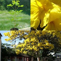 24-36&quot; Tall Live Plant, 1 Gal Pot Yellow Tabebuia Tree Tabebuia Chrysotricha - £108.63 GBP