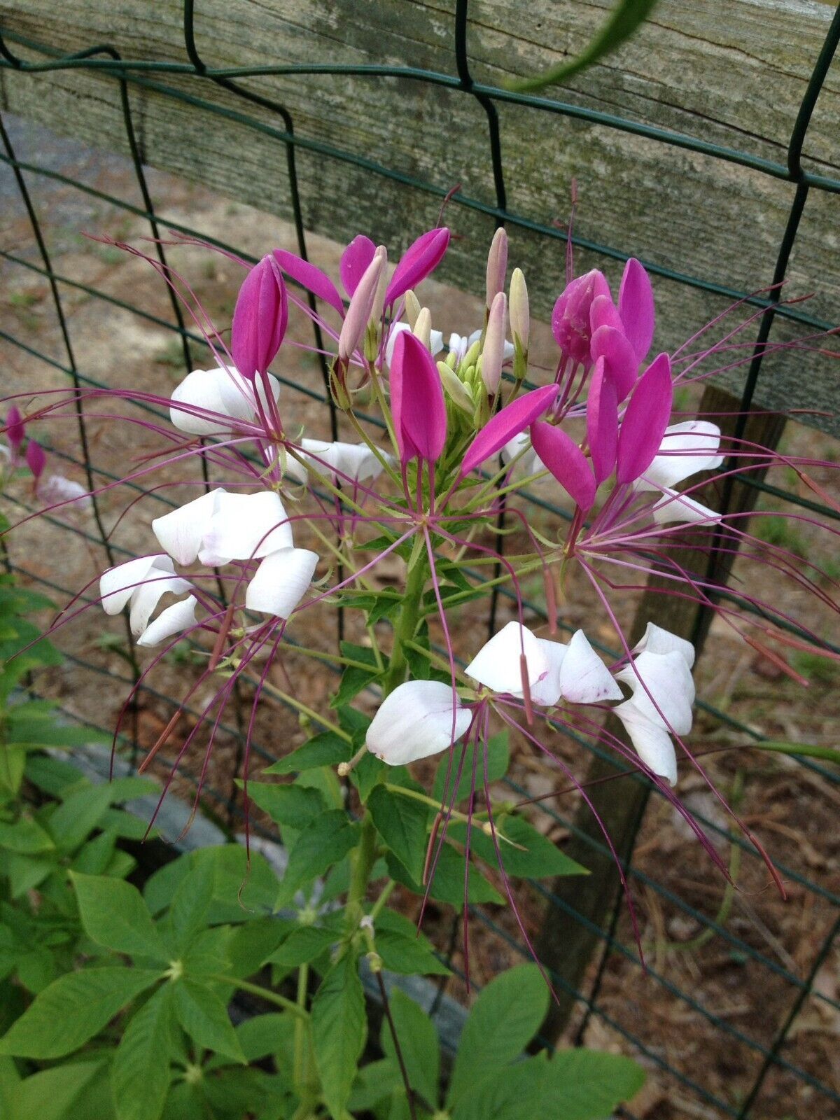 100 White Pink Spider Seeds Clome Spinosa Perennial Flower Fresh Gardening - $8.98