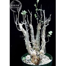 1 Seeds Bursera Hindsiana Torote Prieto Torchwood Bonsai Copla Flowers G... - $23.22