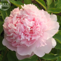 SEED Peony Mr.zhao Pink Big Blooms Flower Seeds hydrangea-typed home garden - $3.99