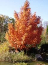 TWO Bald Cypress (Taxodium distichum) 1-2 year old, well rooted - £17.58 GBP