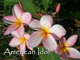 Free Bonus + American Idol Rare Exotic fragrant Plumeria Frangipani cutting - $11.95